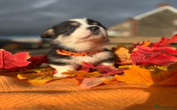 Welsh Corgi Pembroke dogs for sale: Champion Show quality stunning Corgi Puppies - Image 32