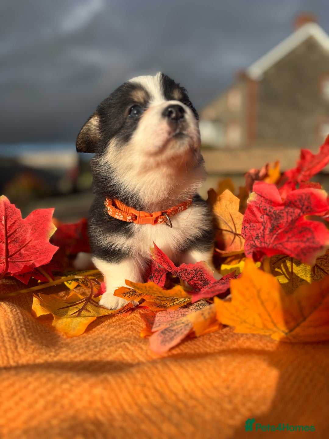 Welsh Corgi Pembroke dogs for sale: Champion Show quality stunning Corgi Puppies - Image 32