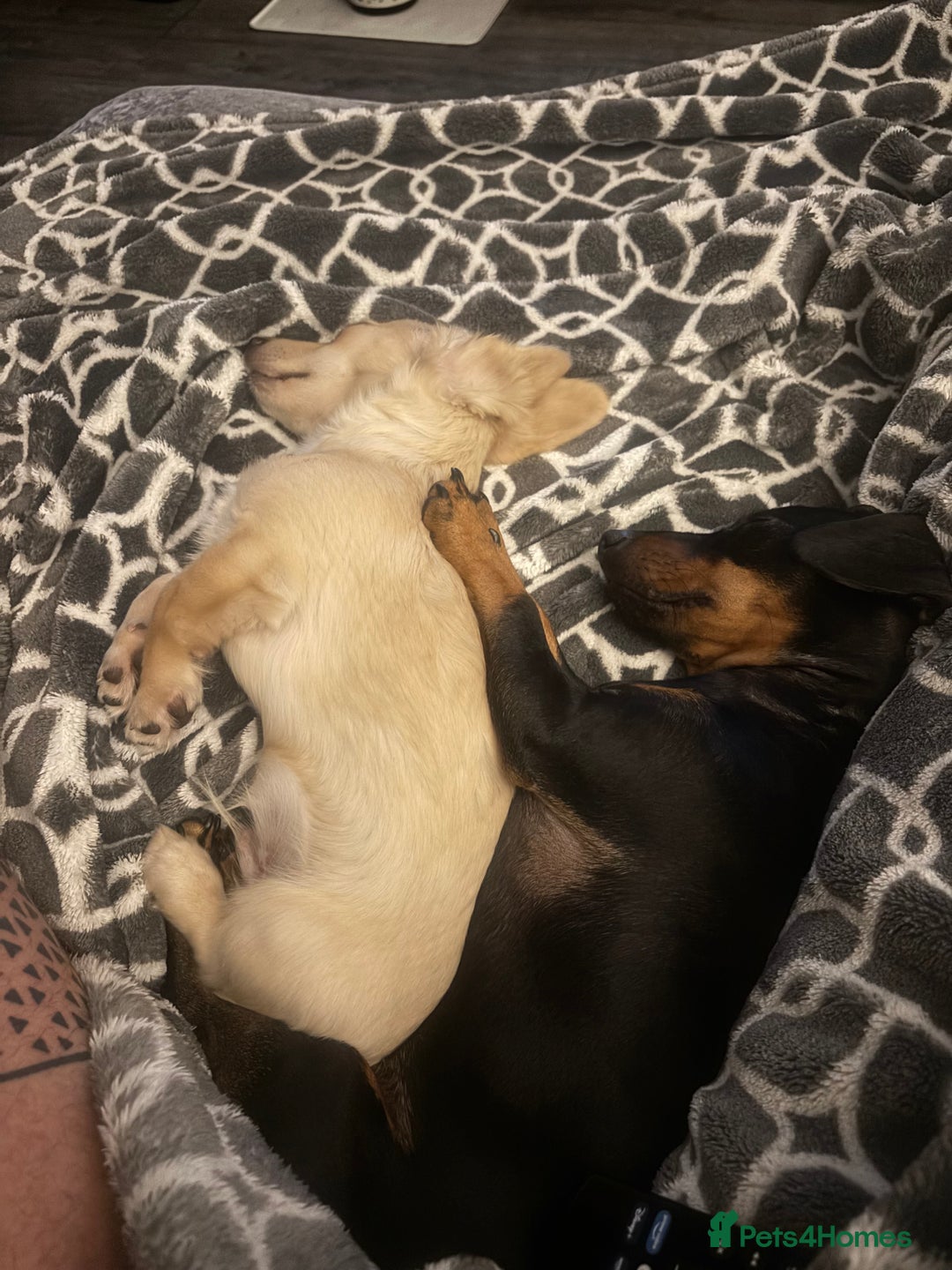 Miniature Dachshund dogs for sale: 2 miniature daschunds for sale  - Image 8