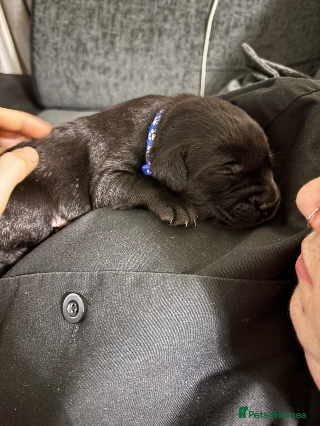 Labrador Retriever dogs for sale: Black Lab Pup - Advert 8