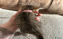 Mixed Breed cats for sale: 6 Beautiful kittens  - Image 15