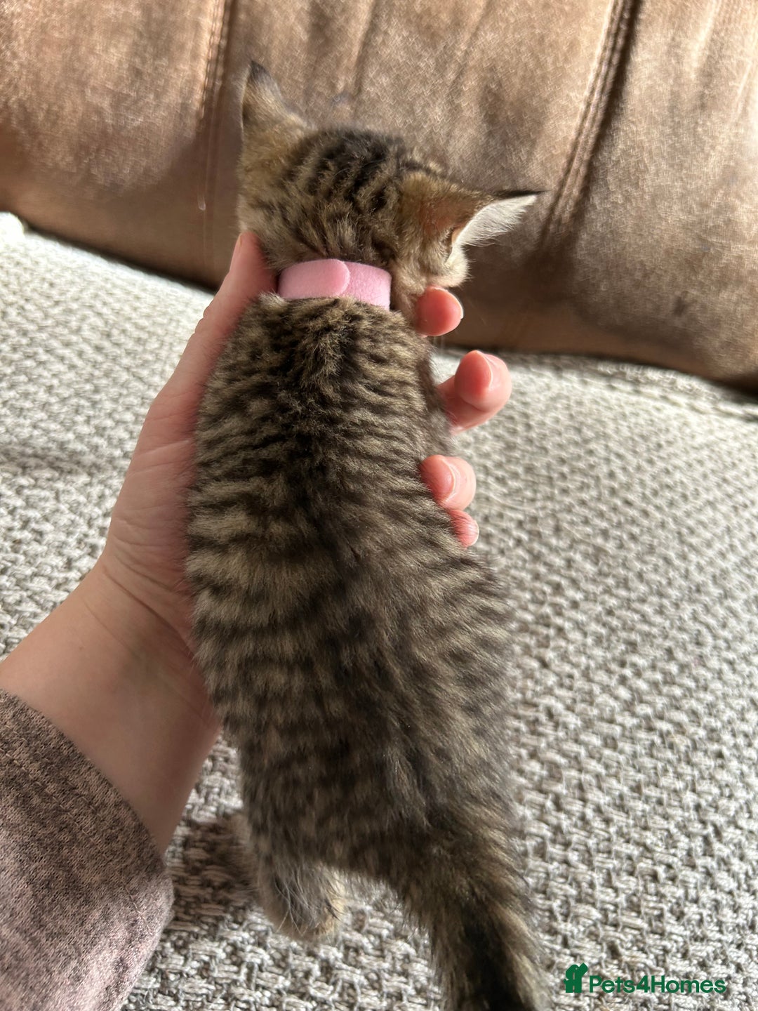 Mixed Breed cats for sale: 6 Beautiful kittens  - Image 15