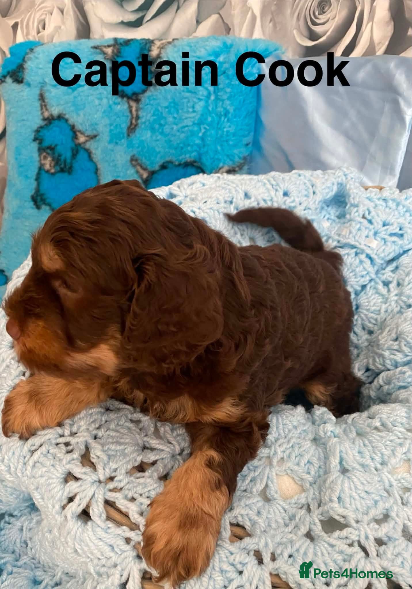 Cockapoo dogs Home Raised American Cockapoo Babies  - Advert 2