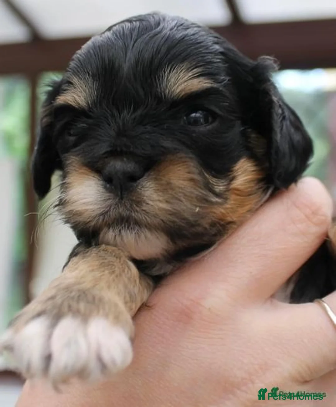 Toy Poodle dogs for stud: KC reg health tested toy poodle studs in Exeter - Advert 17