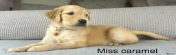 Golden Retriever dogs for sale: KC GOLDENS FROM HIP ELBOW DNA GOOD LINEAGE - Advert 30