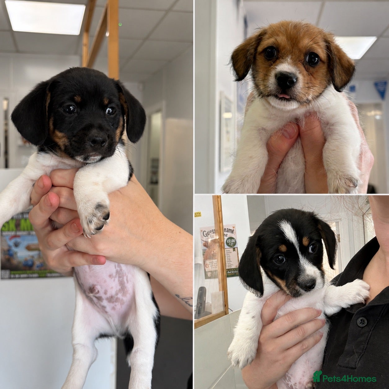 Mixed Breed dogs Mauxie ( Miniature Dachshund X Maltese )  - Advert 16