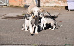 Saluki dogs for sale: ✨Pure Persian Saluki Litter,Now Available✨ - Image 10