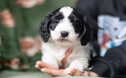 Cockapoo dogs for sale: UNIQUE SABLE BOY READY TO GO ✨ - Image 24