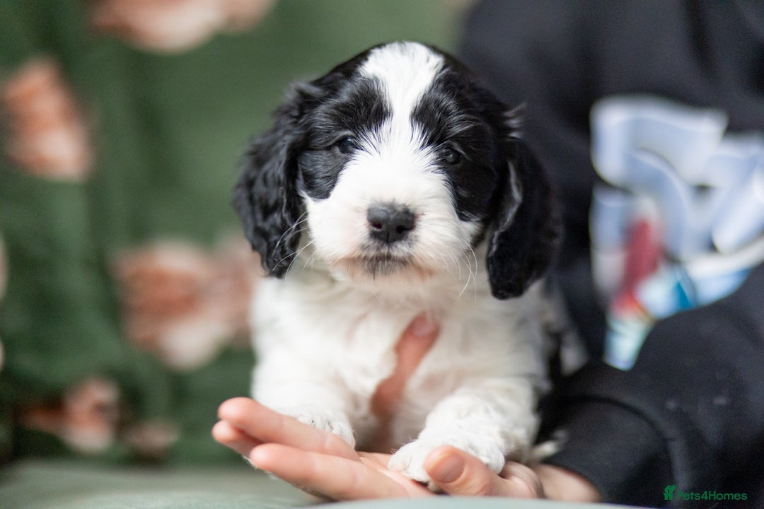 Cockapoo dogs for sale: UNIQUE SABLE BOY READY TO GO ✨ - Image 24