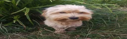 Cockapoo dogs for sale: Beautiful Cockapoo Puppies – Boy & Girl - Advert 2