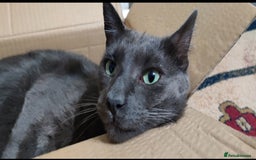 Mixed Breed cats for sale: Elvis looking for new home. Free - Image 4