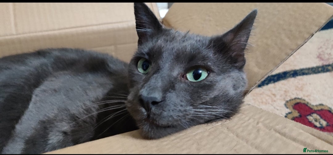 Mixed Breed cats for sale: Elvis looking for new home. Free - Image 4