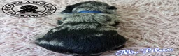 Cockapoo dogs for sale: 🩶 Outstanding Merle F1 Cockapoo Puppies 🖤 - Advert 12