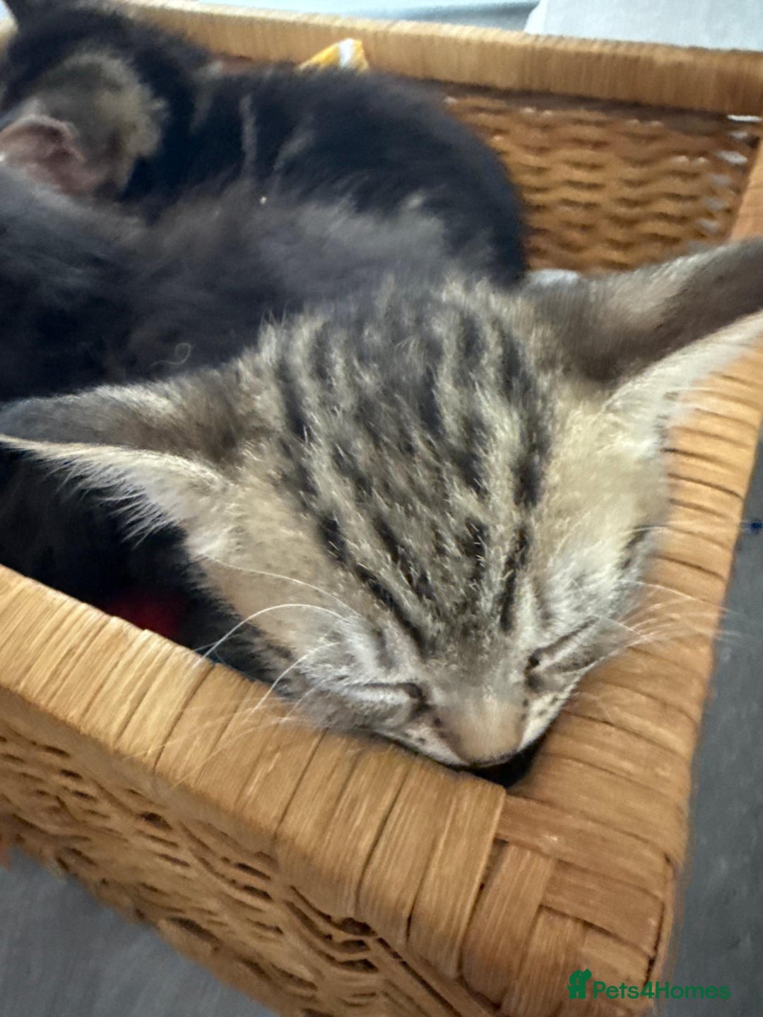 Domestic Shorthair cats for sale: Kittens looking for a loving home  - Advert 12