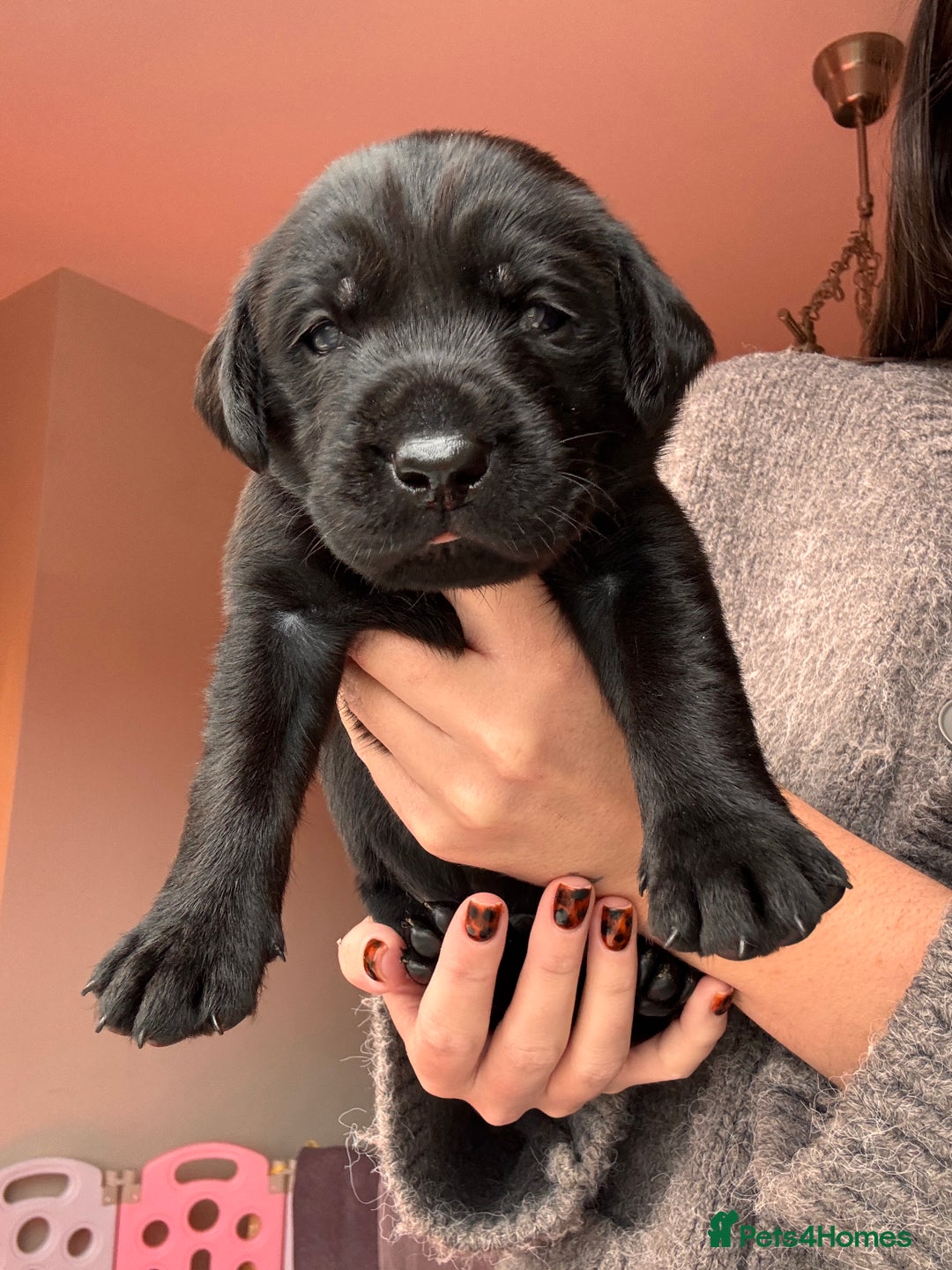 Labrador Retriever dogs for sale: Beautiful KC Labs / DRAKESHEAD - 1 BOY LEFT! - Advert 26