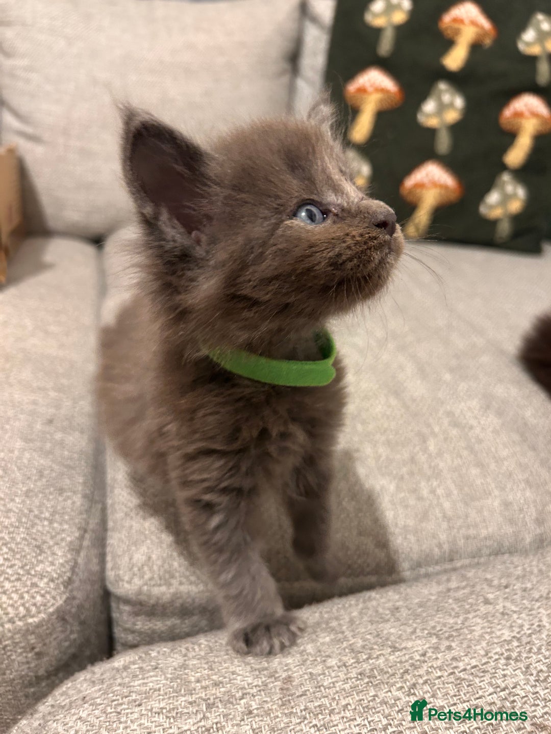 Maine Coon cats for sale: Halloween babies 🎃🐈‍⬛ 2 girls left - Advert 18