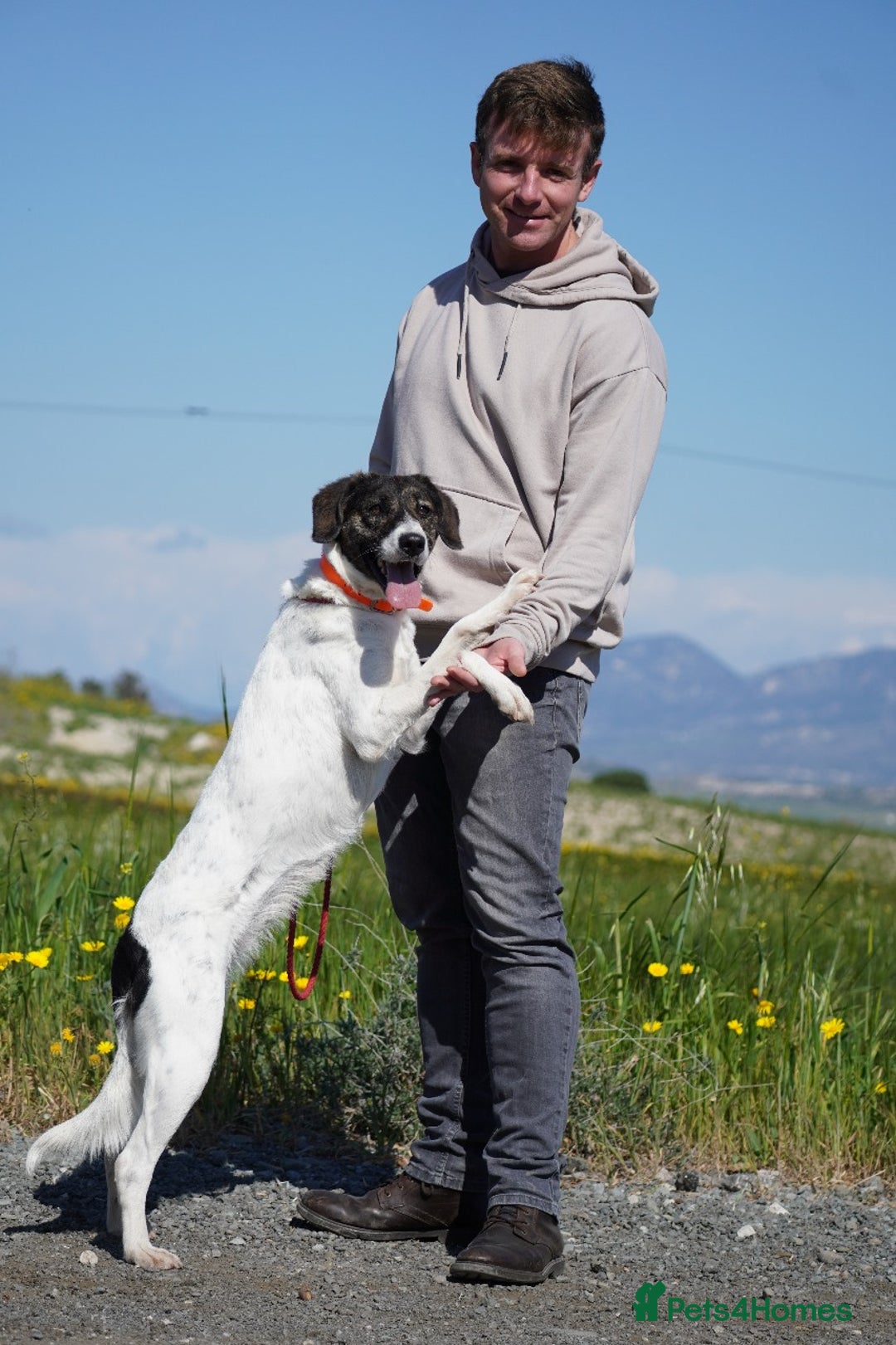 Mixed Breed dogs for adoption: Macy !  - Advert 18