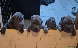 Mixed Breed dogs for sale: Cane corso x shar pei  - Image 3