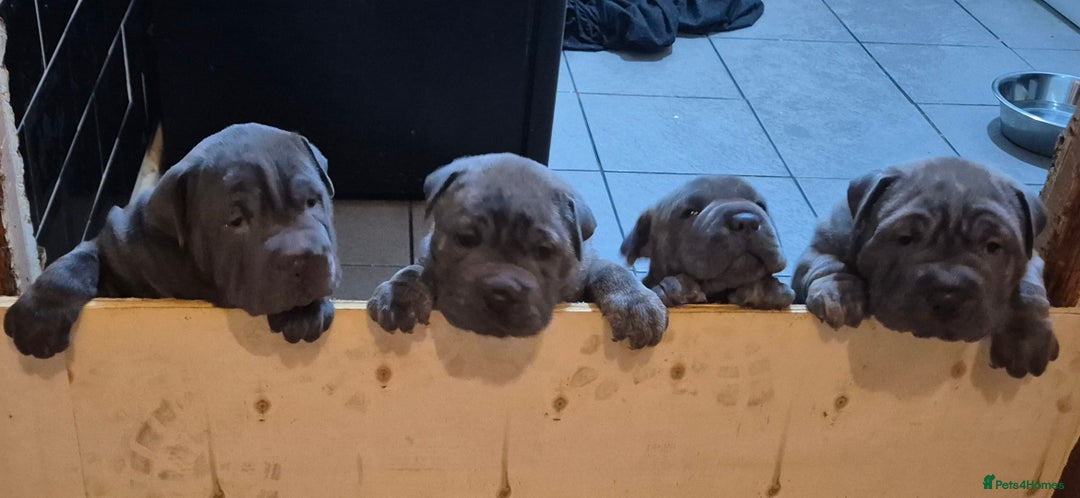 Mixed Breed dogs for sale: Cane corso x shar pei  - Image 3