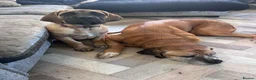 Mixed Breed dogs for sale: Old English mastiff still available  - Advert 5