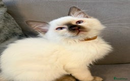 Ragdoll cats for sale: Ragdoll Kittens 😻 3 boys ready now  - Image 7