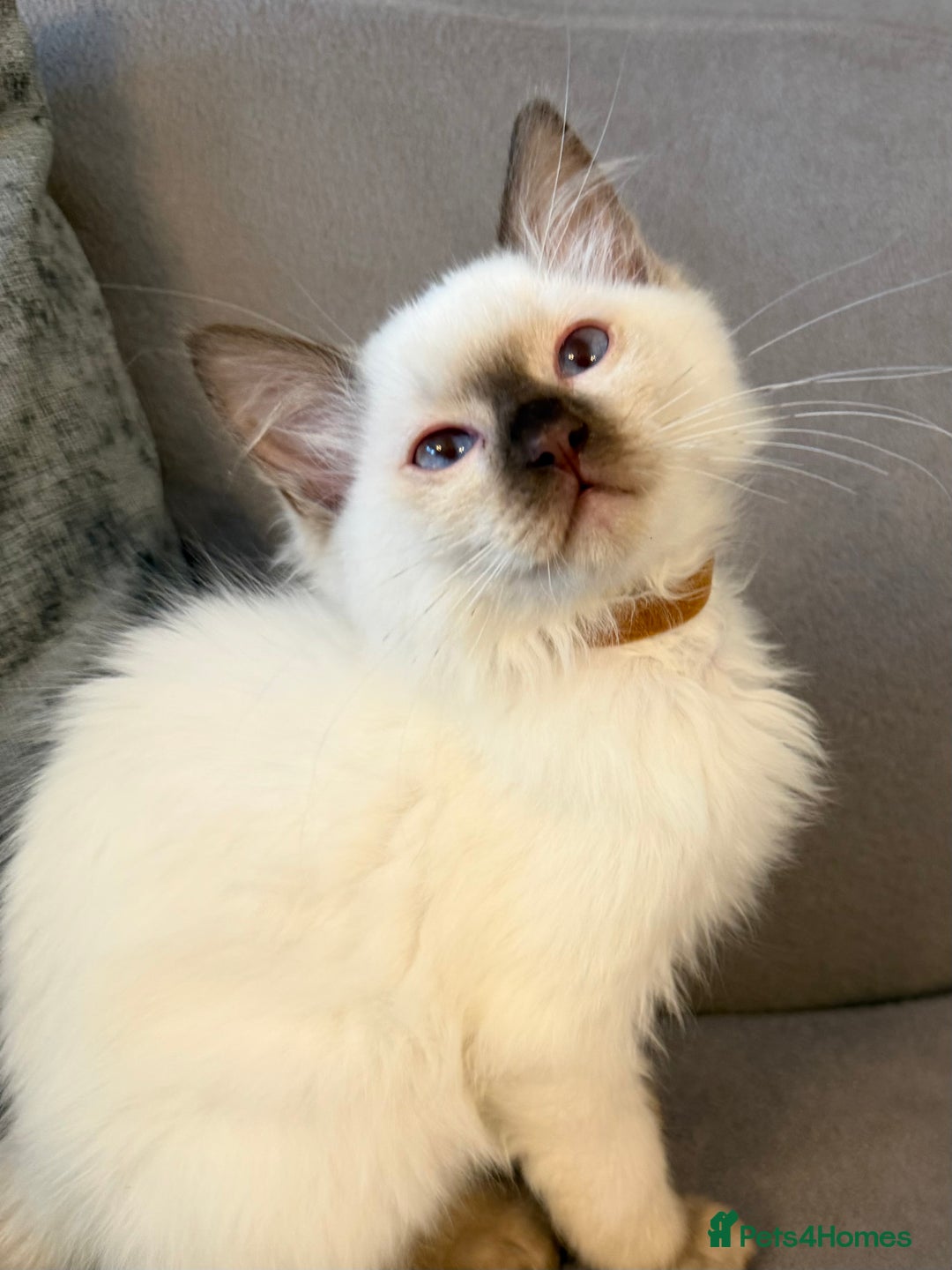 Ragdoll cats for sale: Ragdoll Kittens 😻 3 boys ready now  - Image 7