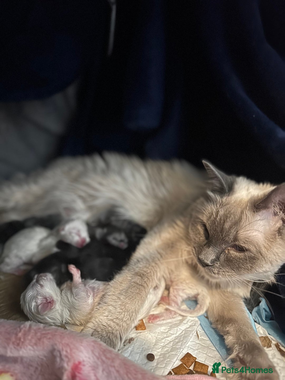 Persian cats for sale: PERSIAN-RAGDOLL OR “PERDOLL” KITTENS - Advert 7