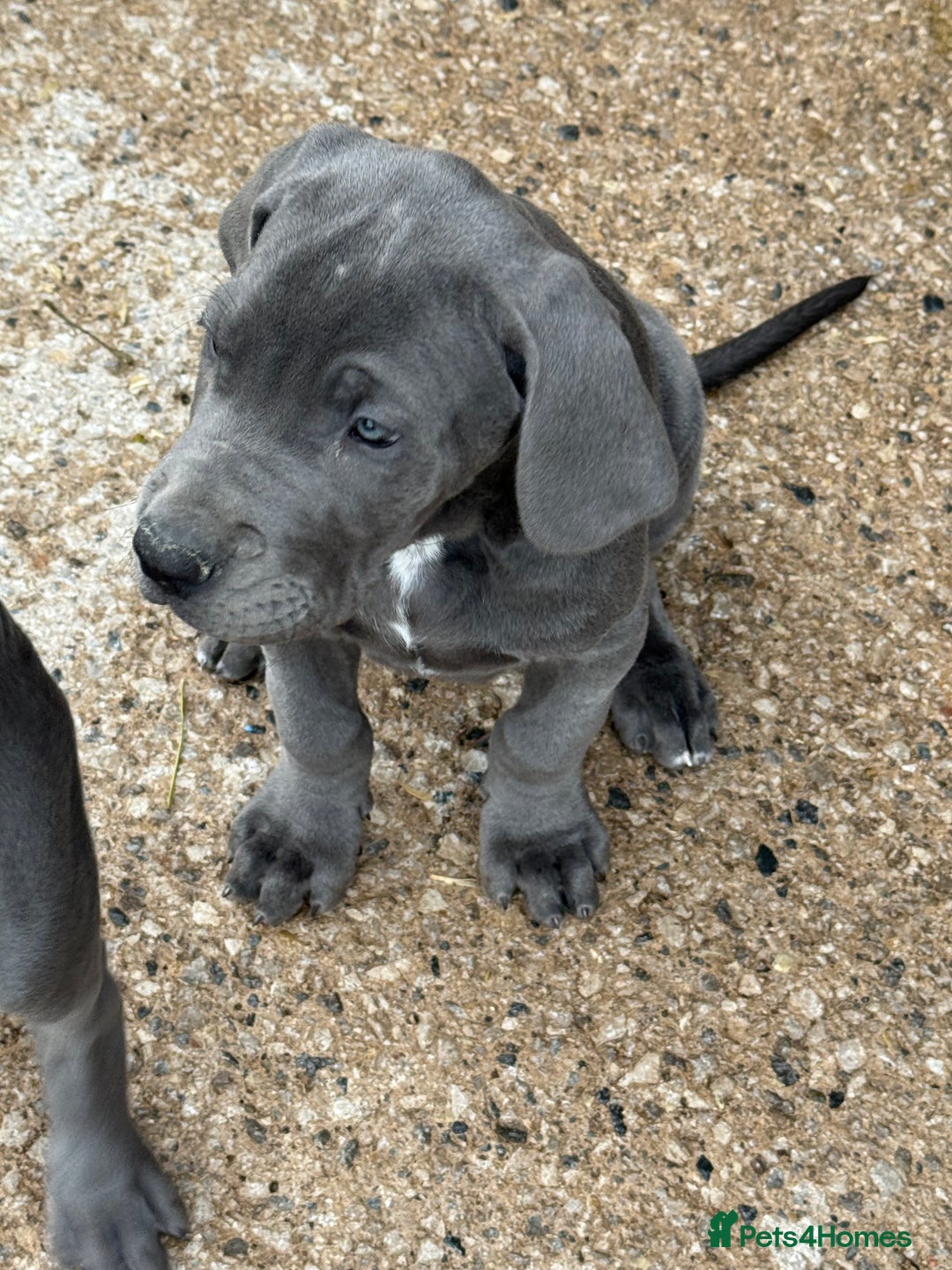 Great Dane dogs for sale: READY NOW! BLUE Kc reg Great Danes - Advert 13