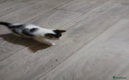 Mixed Breed cats for sale: Beautiful hand reared kittens  - Image 9