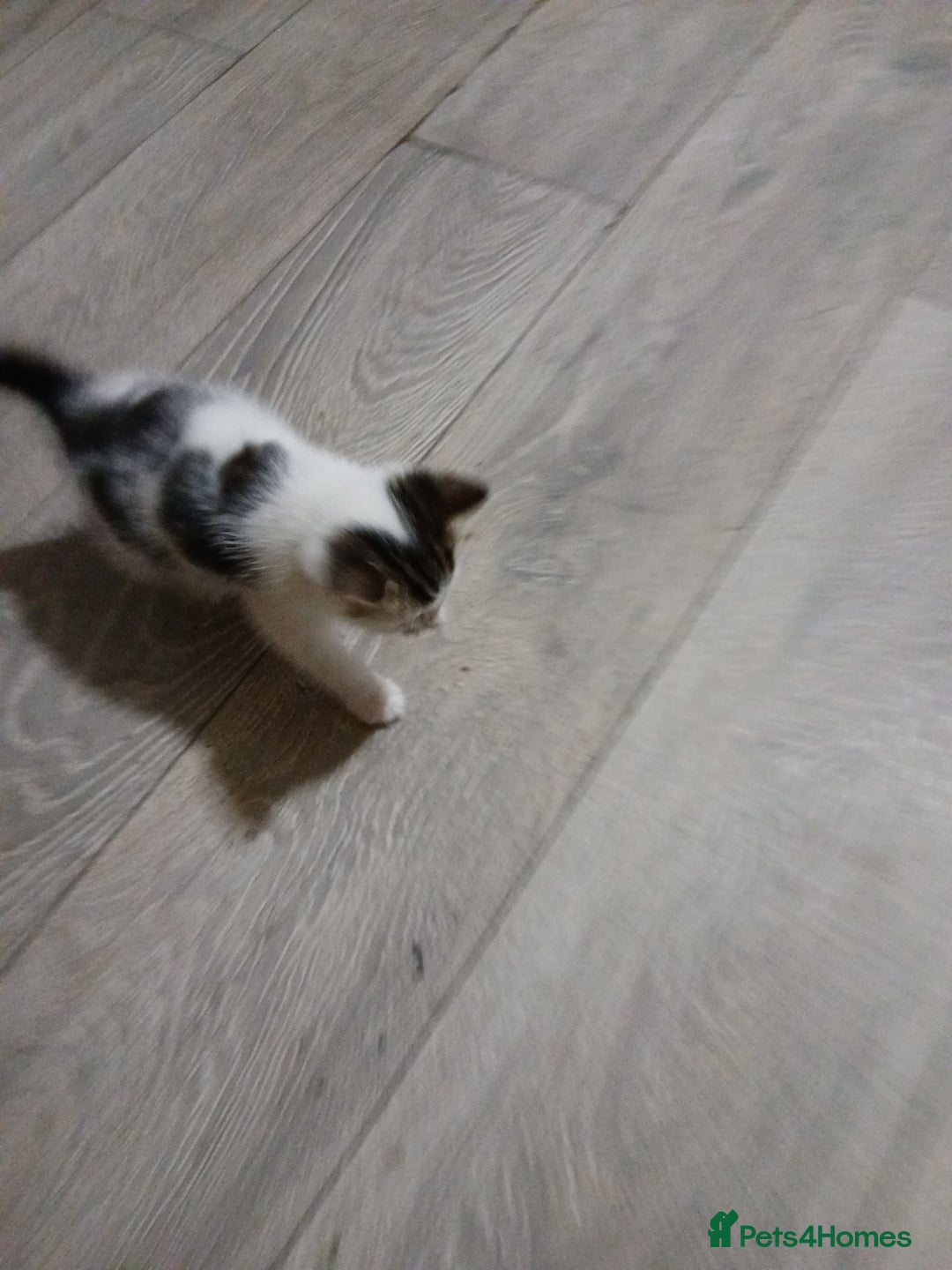 Mixed Breed cats for sale: Beautiful hand reared kittens  - Image 9