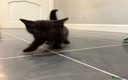 Mixed Breed cats for sale: Fluffy kitten looking for there home - Image 9