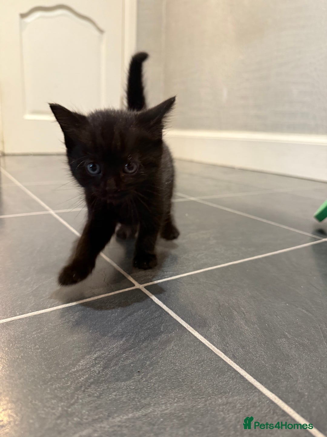 Mixed Breed cats for sale: Fluffy kitten looking for there home - Image 9