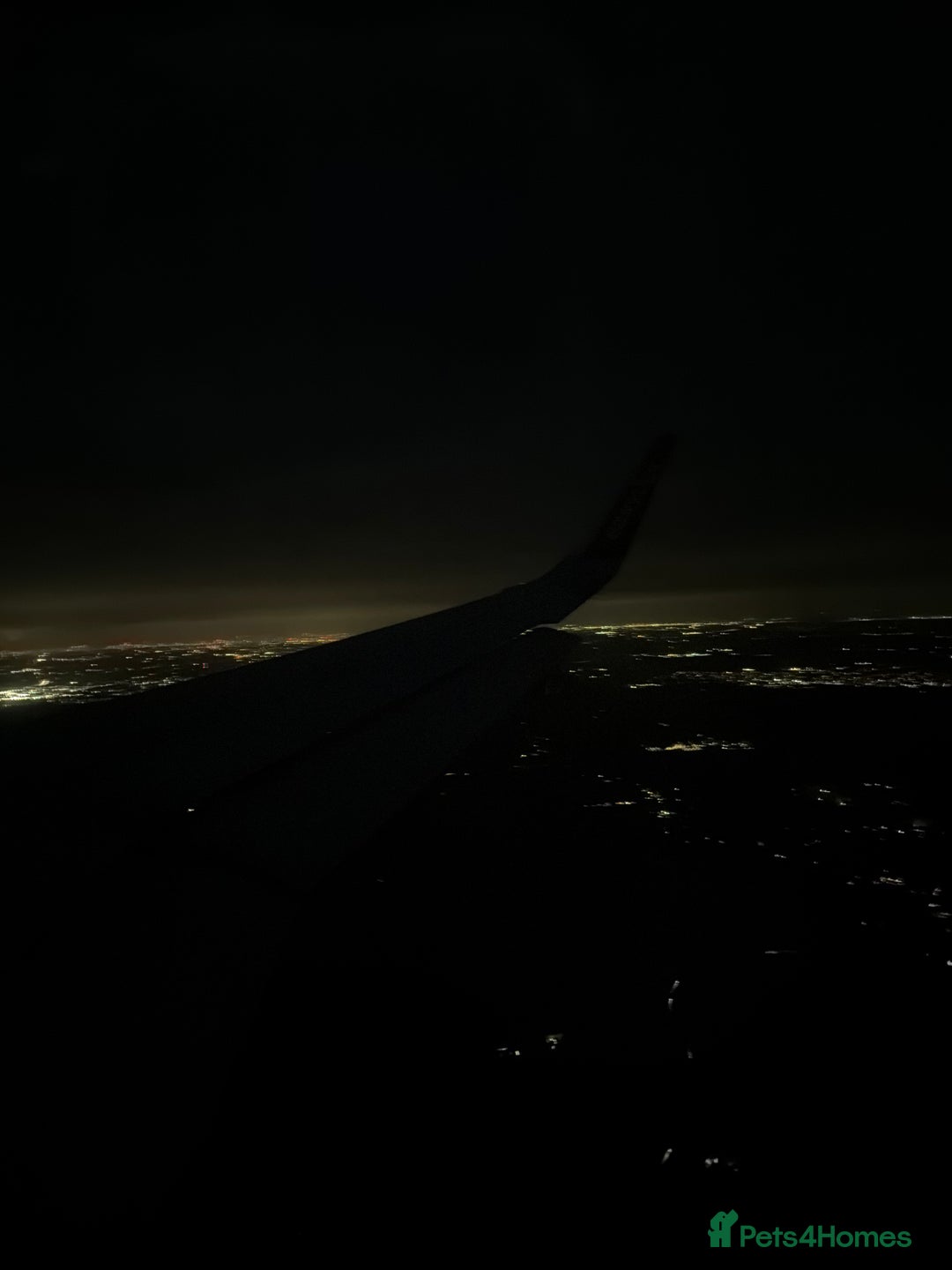 Ragdoll cats for sale: pure ragdoll - Advert 6