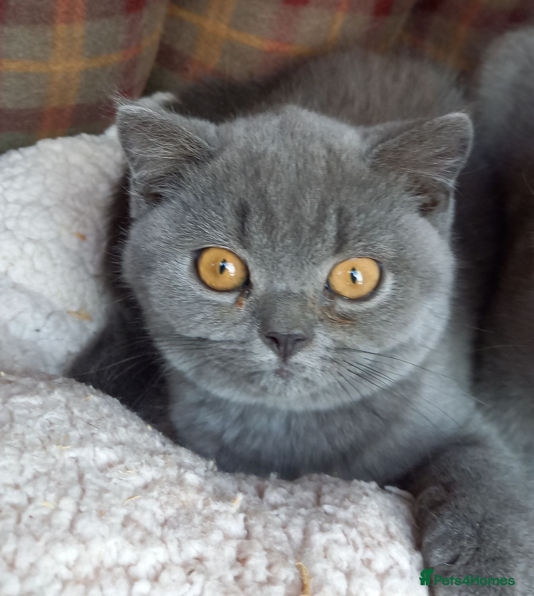 British Shorthair cats Quality registered GCCF kittens  - Advert 2