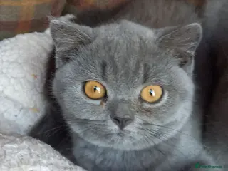 British Shorthair cats Quality registered GCCF kittens - Advert 2