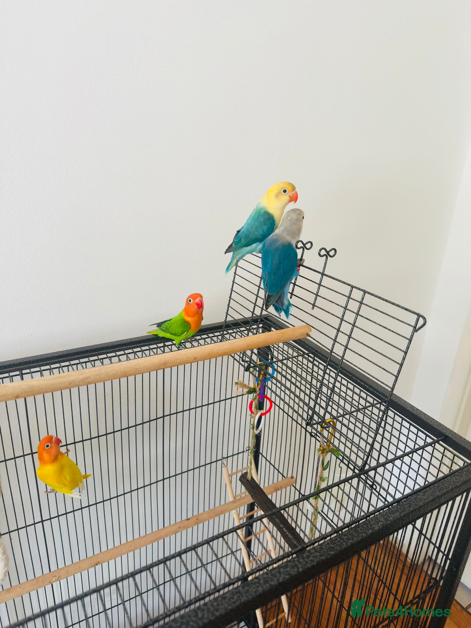 Lovebirds birds Beautiful Lovebirds  Male & Female with DNA - Advert 7