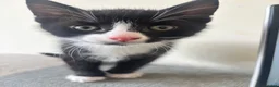 Mixed Breed cats for sale: Gorgeous Little Tuxedo Boy – Last One Remaining! in Saltburn-by-the-Sea - Advert 1