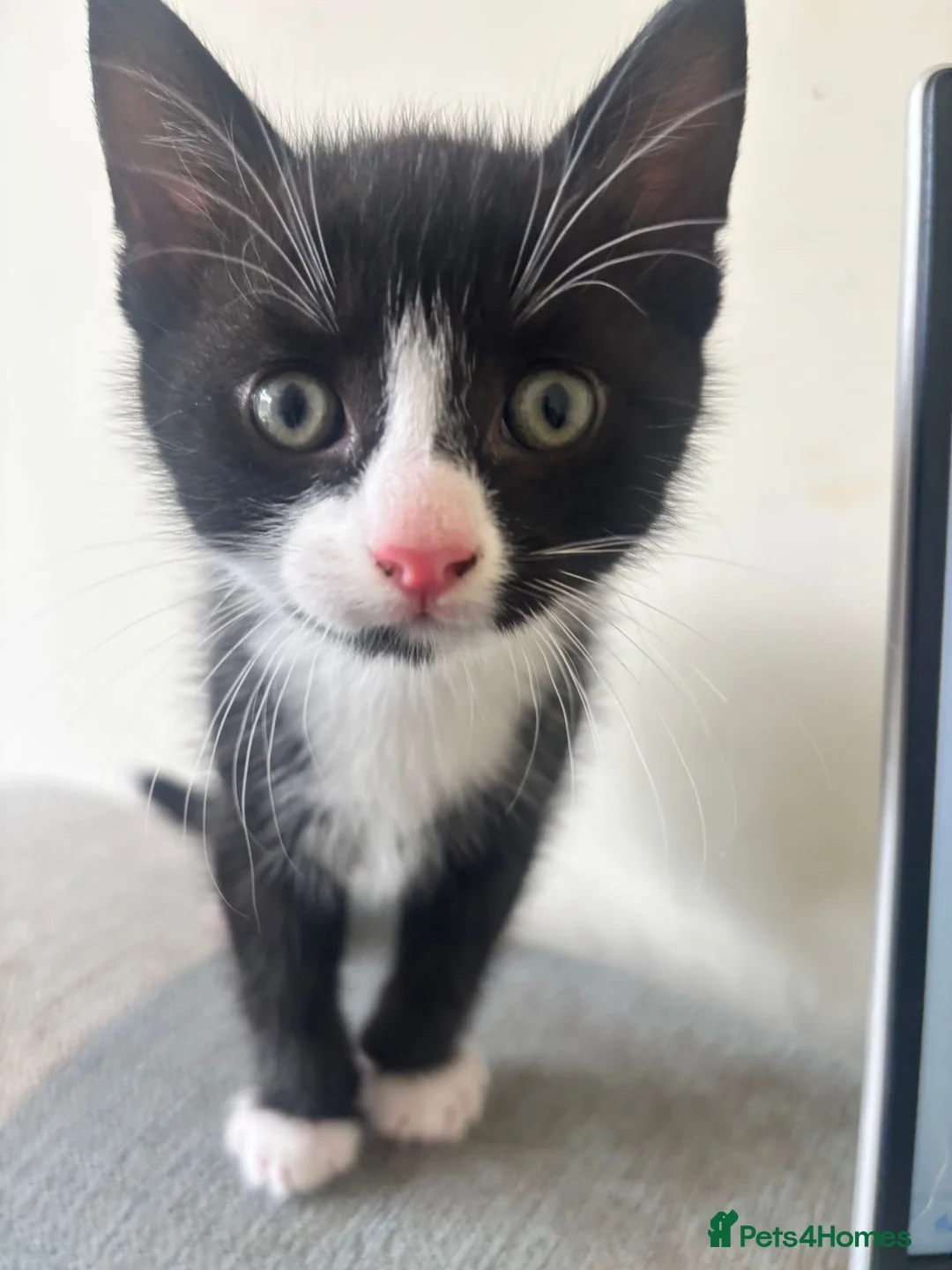Mixed Breed cats for sale: Gorgeous Little Tuxedo Boy – Last One Remaining! in Saltburn-by-the-Sea - Advert 1