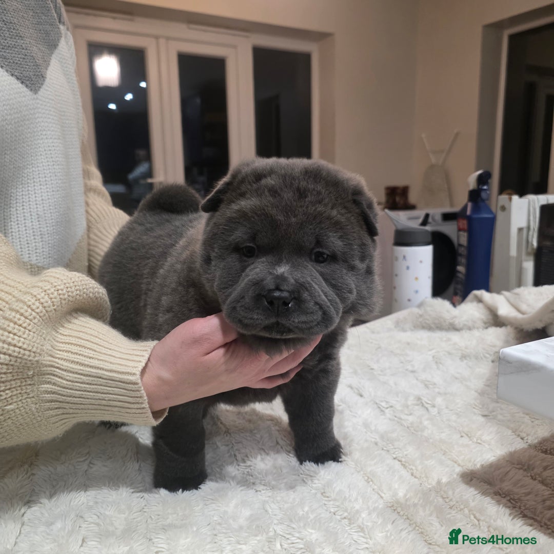 Chow Chow dogs for sale: 7 beautiful chow chow  - Advert 19