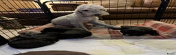 Bedlington Terrier dogs for sale: 4 bedlington puppies for sale  - Advert 5