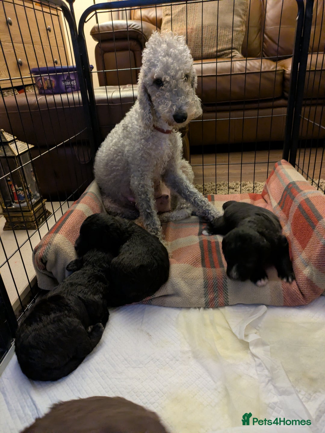 Bedlington Terrier dogs for sale: 4 bedlington puppies for sale  - Advert 5