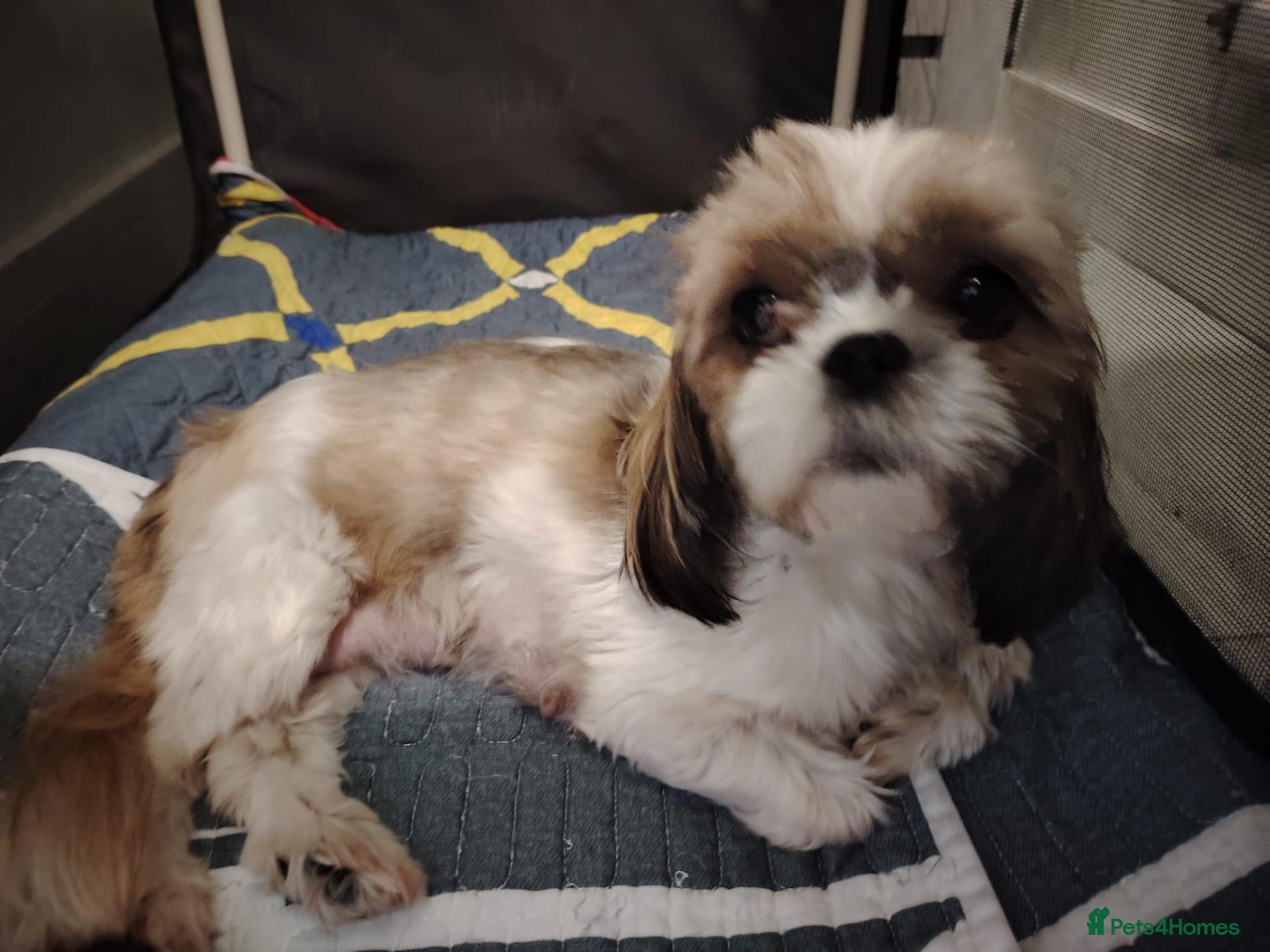 Shih Tzu dogs for sale: Miniature  Shih tzu puppys forsale  - Advert 5