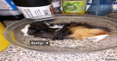 Guinea Pig rodents - Advert 5
