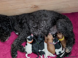 Toy Poodle dogs 🖤CAVAPOO BABIES🖤TESTED PARENTS! - Advert 7