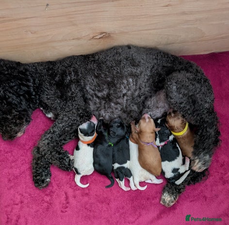 Toy Poodle dogs 🖤CAVAPOO BABIES🖤TESTED PARENTS! - Advert 11