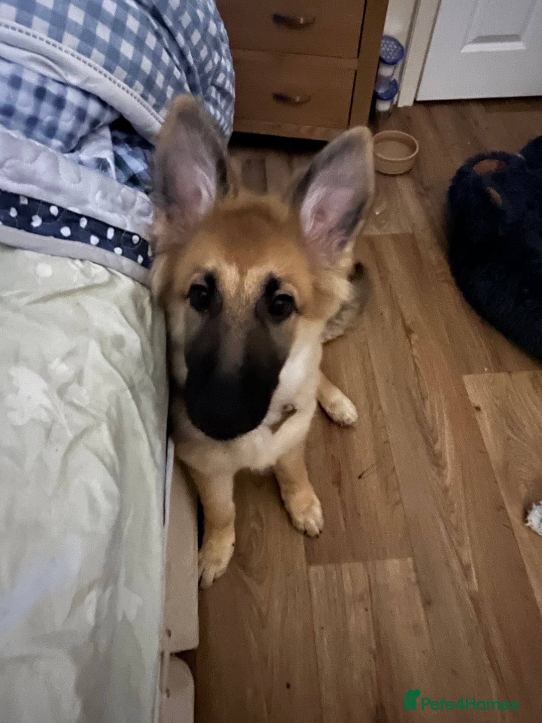 German Shepherd dogs for sale: German shepherd  - Advert 3