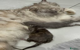 Maine Coon cats for sale: Kittens Available  - Image 8