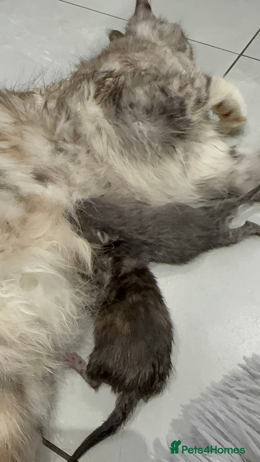Maine Coon cats for sale: Kittens Available  - Image 8