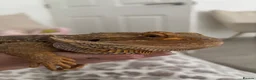 Bearded Dragon reptiles for sale: Beautiful bearded dragon for sale  - Advert 4