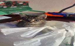 British Shorthair cats for sale: Tabby kittens  - Image 2